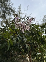 Lagerstroemia speciosa