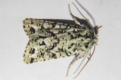 Meterana exquisita