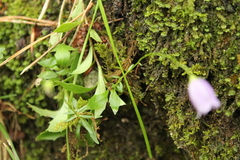 Campanula cespitosa