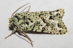 Meterana exquisita