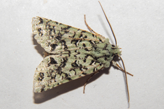 Meterana exquisita