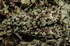 Meterana exquisita