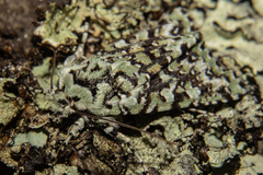 Meterana exquisita