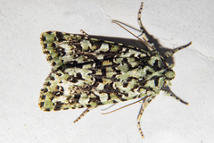 Meterana exquisita