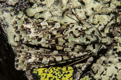 Meterana exquisita