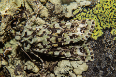 Meterana exquisita