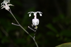 Tricyrtis