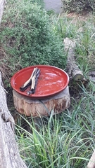 Acanthorhynchus tenuirostris