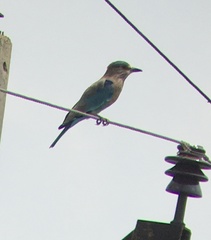 Coracias benghalensis