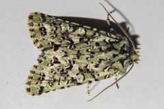 Meterana exquisita