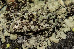 Meterana exquisita
