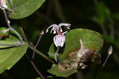 Tricyrtis