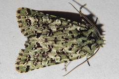 Meterana exquisita