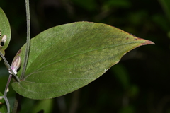 Tricyrtis