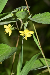 Corchoropsis crenata