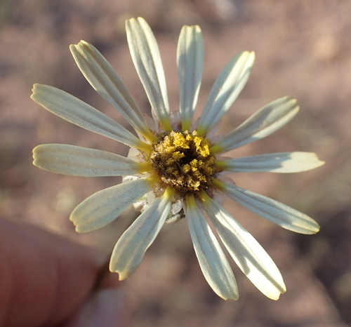 Image of Ursinia speciosa by no rights reserved