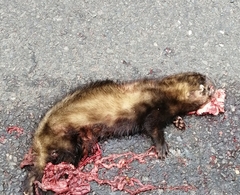 Mustela putorius