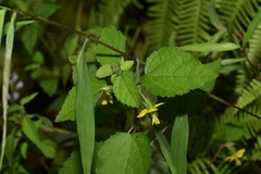 Corchoropsis crenata