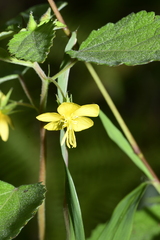 Corchoropsis crenata