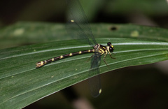 Calopterygoidea