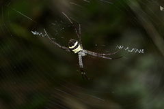Argiope minuta