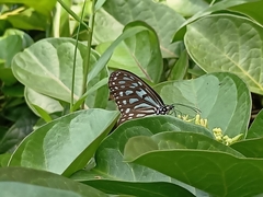 Ideopsis vulgaris