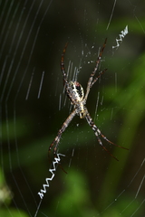 Argiope minuta