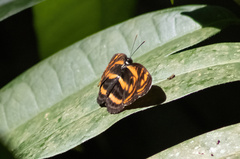 Lasippa neriphus