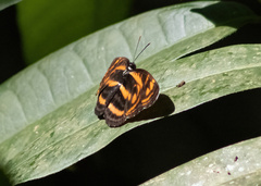 Lasippa neriphus
