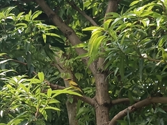Oriolus chinensis
