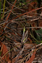Caladenia venusta