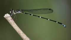 Protosticta coomansi