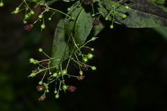 Scrophularia ningpoensis