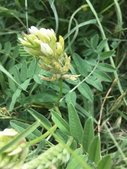 Astragalus glycyphyllos