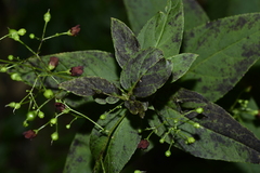 Scrophularia ningpoensis