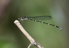 Protosticta coomansi