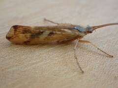 Limnephilus lunatus