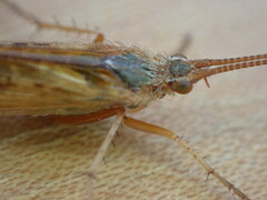 Limnephilus lunatus