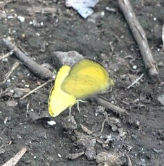 Eurema floricola