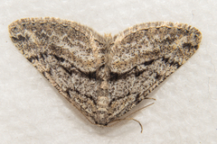 Zermizinga indocilisaria