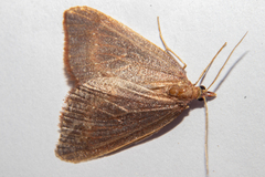 Xanthorhoe occulta