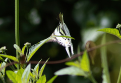 Graphium androcles
