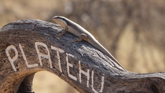 Trachylepis binotata