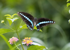 Graphium milon