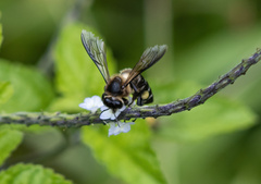Apis dorsata binghami