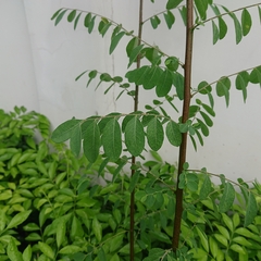 Phyllanthus reticulatus