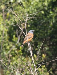 Monticola rupestris