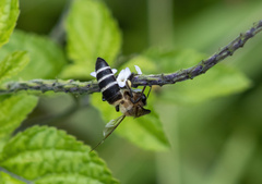 Apis dorsata binghami