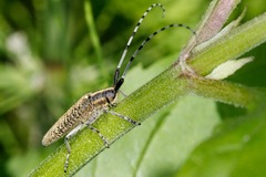 Agapanthia villosoviridescens