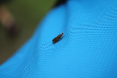Polycentropodidae